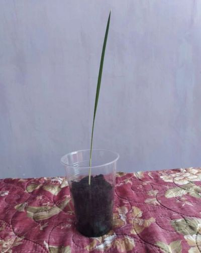 Лот: 16343248. Фото: 1. Росток финиковой пальмы. Горшечные растения и комнатные цветы