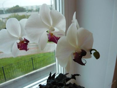 Лот: 6313168. Фото: 1. орхидея фелинопсис. Горшечные растения и комнатные цветы
