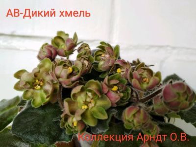 Лот: 11721533. Фото: 1. Фиалка Ав-дикий хмель, лист. Горшечные растения и комнатные цветы
