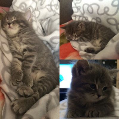 Лот: 7483061. Фото: 1. Британские котята. Кошки, котята
