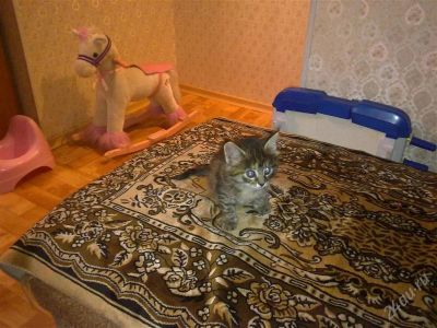 Лот: 1601565. Фото: 1. отдам в добрые руки кошечку. Кошки, котята