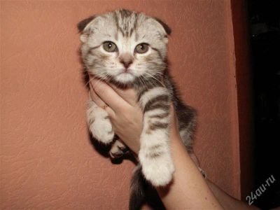 Лот: 2721872. Фото: 1. шотландская красавица. Кошки, котята