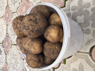 Лот: 20631262. Фото: 1. Картофель домашний ,органический... Овощи