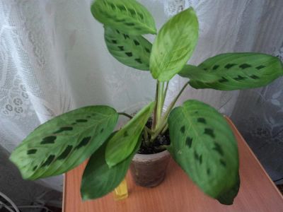 Лот: 3626364. Фото: 1. маранта триколор/Maranta tricolor. Горшечные растения и комнатные цветы