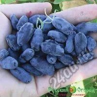 Лот: 5706790. Фото: 1. Жимолость камчатская ....сладкая... Ягоды, орехи