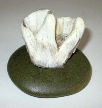 Лот: 16395115. Фото: 1. Зуб шерстистого носорога. Плейстоцен... Минералы и окаменелости
