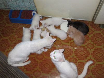 Лот: 4543025. Фото: 1. Ангорские котята даром !!!. Кошки, котята