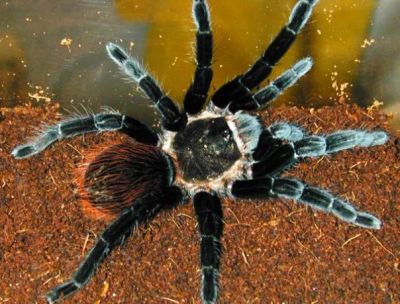 Лот: 7800741. Фото: 1. Brachypelma vagans Л1-Л3 (количество... Остальные животные