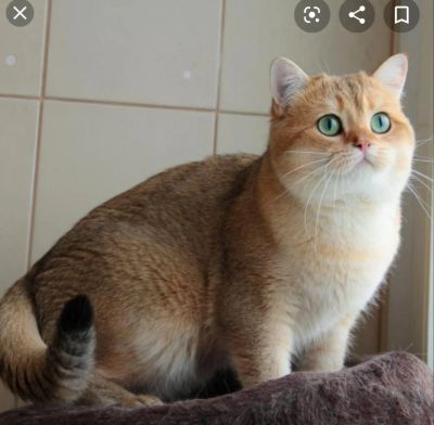Лот: 14849370. Фото: 1. Куплю или забронирую Кота шотландской... Кошки, котята