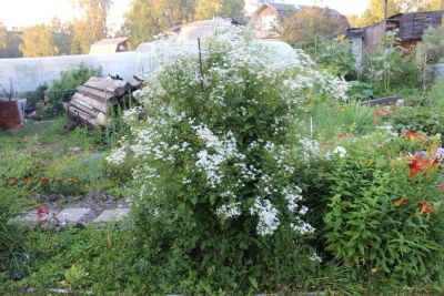 Лот: 5951195. Фото: 1. Клематис. Другое (семена, рассада, садовые растения)