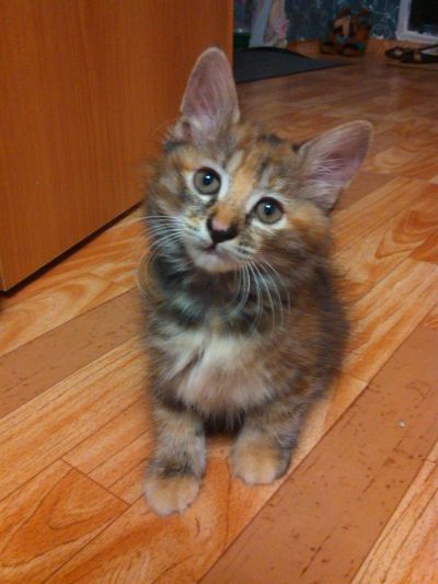 Лот: 3022202. Фото: 1. курильский бобтейл девочка. Кошки, котята
