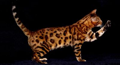 Лот: 5011610. Фото: 1. Бенгал Мальчик! Срочно!. Кошки, котята
