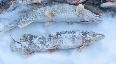 Лот: 18615084. Фото: 1. Две щуки свежемороженые. Икра, рыба, морепродукты
