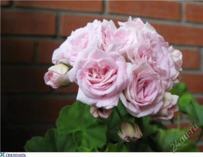Лот: 5677082. Фото: 1. Пеларгония " Millfield rose... Горшечные растения и комнатные цветы