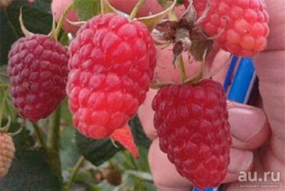 Лот: 13664847. Фото: 1. малина ремонтантная "Рубиновое... Ягоды