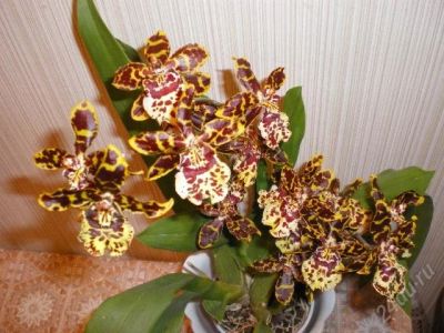 Лот: 1925873. Фото: 1. камбрия. Горшечные растения и комнатные цветы