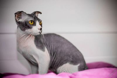 Лот: 5894377. Фото: 1. Отдам в добрые руки кошечку Украинский... Кошки, котята