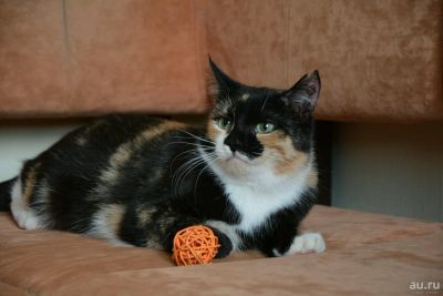 Лот: 13509617. Фото: 1. Трёхцветка в добрые руки!. Кошки, котята