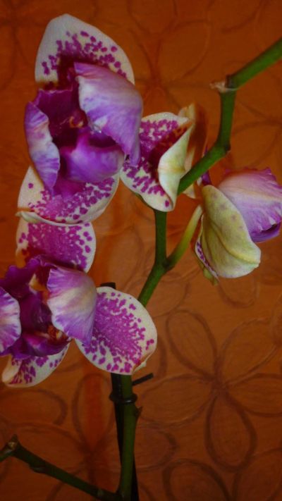 Лот: 6431079. Фото: 1. орхидея фаленопсис ( пелоричен... Горшечные растения и комнатные цветы