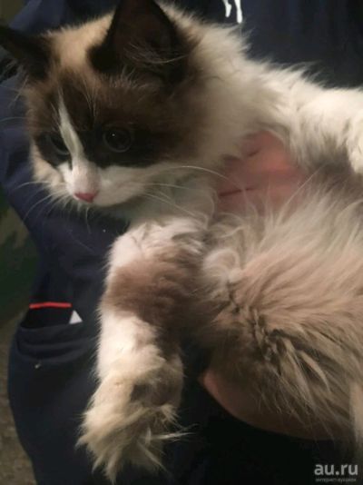 Лот: 10462944. Фото: 1. Кошка, пушистая. Ласковая, очень... Кошки, котята