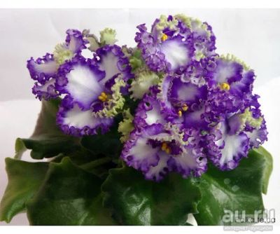 Лот: 17083335. Фото: 1. фиалка Curly Ocean (Стандарт... Горшечные растения и комнатные цветы