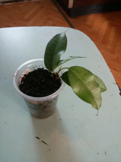 Лот: 9087745. Фото: 1. Фикус нуда 1. Горшечные растения и комнатные цветы