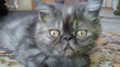 Лот: 7659977. Фото: 1. Экзоточка, 2 месяца. Кошки, котята