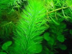Лот: 4777379. Фото: 1. Перистолистник зеленый (Myriophyllum... Водные растения