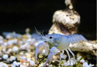 Лот: 4288930. Фото: 1. Голубой кубинский рак (3 особи... Моллюски, ракообразные, кораллы