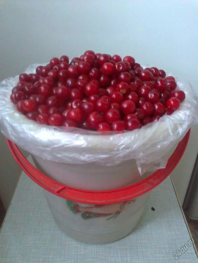 Лот: 5749566. Фото: 1. Ягода Вишня с куста! Никакой химии... Ягоды, орехи
