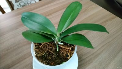 Лот: 14937952. Фото: 1. Орхидея Фаленопсис 1. Горшечные растения и комнатные цветы