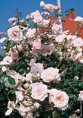Лот: 1620104. Фото: 1. плетистая роза New dawn. Другое (семена, рассада, садовые растения)