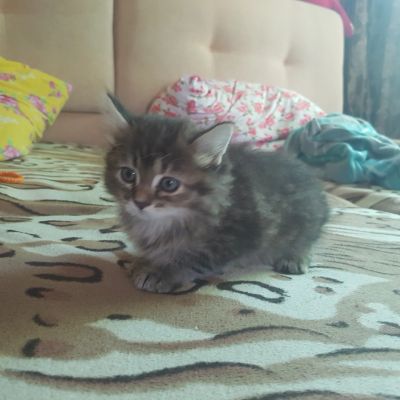 Лот: 11762551. Фото: 1. Котенок в хорошие руки. Кошки, котята