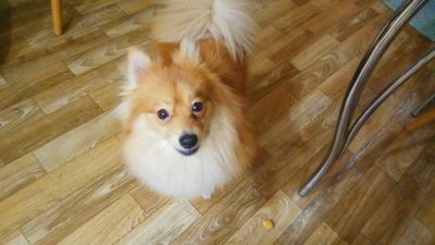 Лот: 12840243. Фото: 1. Шпиц обмен. Собаки, щенки