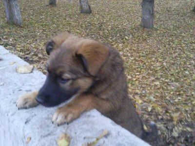 Лот: 538643. Фото: 1. отдам щенка-девочку, крупную... Остальные животные