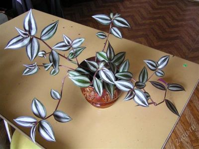 Лот: 2297039. Фото: 1. Зебрина. Горшечные растения и комнатные цветы