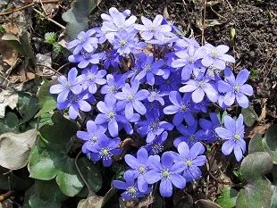 Лот: 4277880. Фото: 1. Печеночница Blue Jewel. Садовые цветы