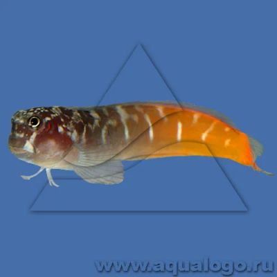 Лот: 5195723. Фото: 1. Ecsenius bicolor. Рыбки