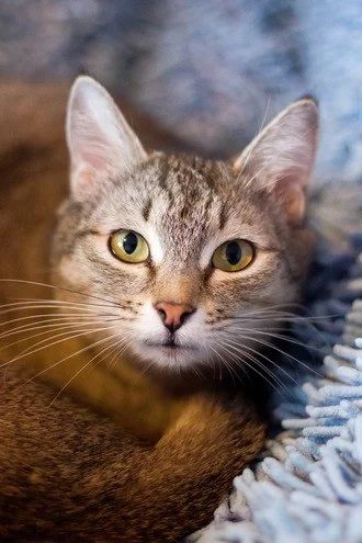 Лот: 7311759. Фото: 1. Мусенька певица в добрые руки. Кошки, котята