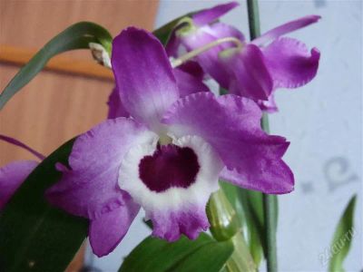 Лот: 1664268. Фото: 1. орхидея дендробиум нобиле. Горшечные растения и комнатные цветы