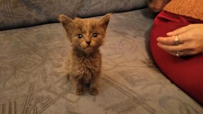 Лот: 11771560. Фото: 1. Отдам котят. В новую семью. Кошки, котята