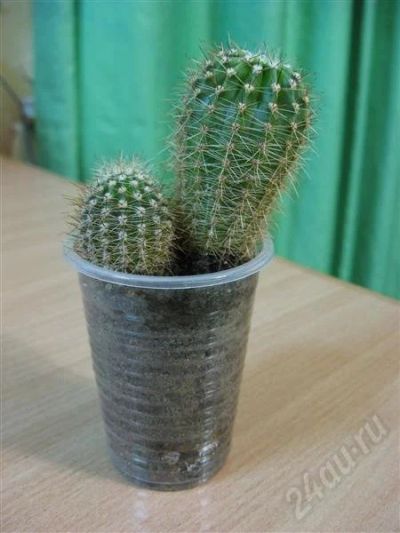 Лот: 660863. Фото: 1. Два кактусенка=). Горшечные растения и комнатные цветы