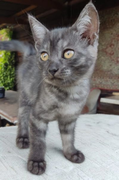 Лот: 22993413. Фото: 1. Милейшая кошечка сумашедшей раскраски... Кошки, котята