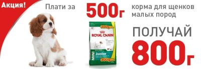 Лот: 9983254. Фото: 1. Royal canin Mini Junior Полнорационный... Корма