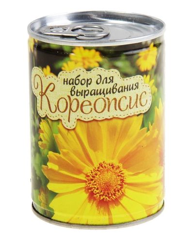 Лот: 7495775. Фото: 1. Растущая трава «Кореопсис». Горшечные растения и комнатные цветы