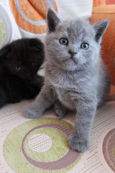 Лот: 4223059. Фото: 1. Шотландский прямоухий плюшевый... Кошки, котята