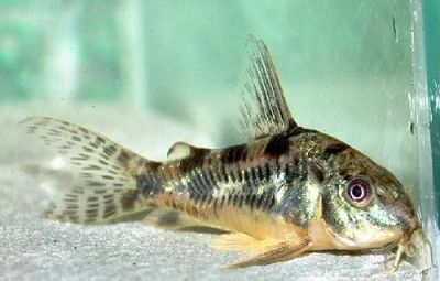 Лот: 7639239. Фото: 1. Крапчатый сомик (Corydoras paleatus... Рыбки