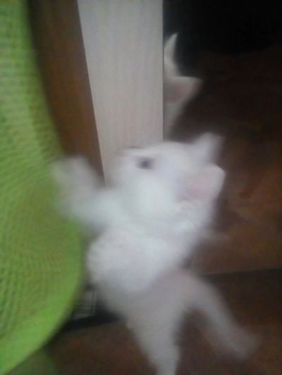 Лот: 12538053. Фото: 1. котик. Кошки, котята