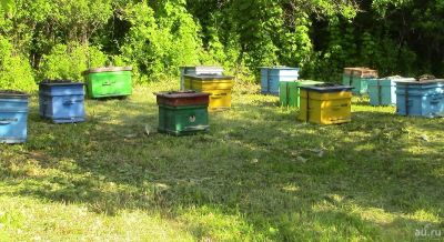Лот: 11833937. Фото: 1. Мёд, натуральный, свежий, разнотравье... Мёд, продукты пчеловодства