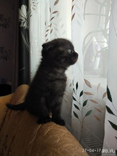 Лот: 9573600. Фото: 1. Шотландский вислоухий Скоттиш-фолд... Кошки, котята